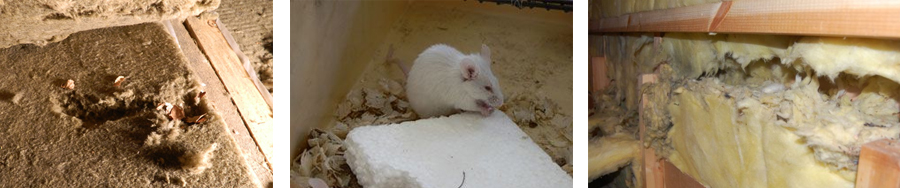 Гнезда мышей в утеплителе